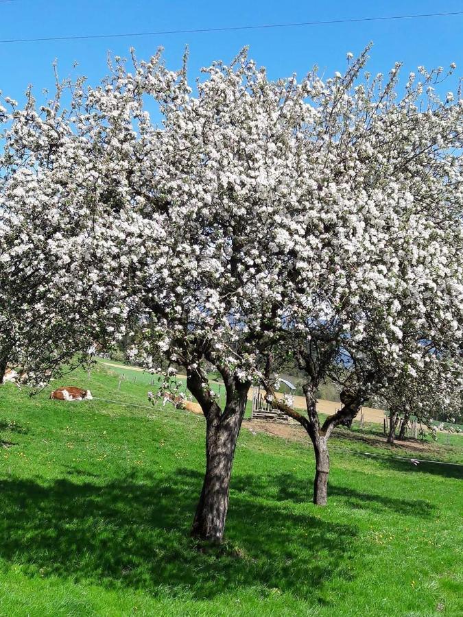 Ferienwohnungen Klimbacher โวลฟ์สแบร์ก ภายนอก รูปภาพ